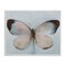 Stupell Industries Faded Butterfly Wings Framed Giclee By Sarah Stockstill